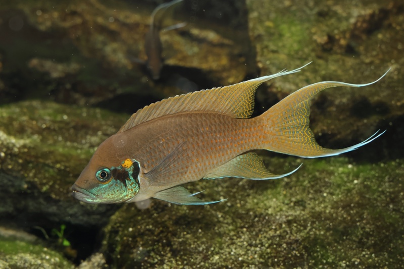 Neolamprologus brichardi 'Kiriza'